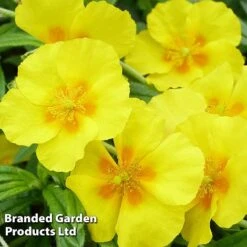 Helianthemum 'Golden Queen' -Flourish Flora HELI KC9109 C