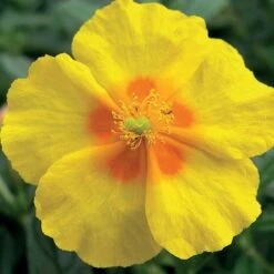 Helianthemum 'Ben Fhada' -Flourish Flora HELI T64194 B h