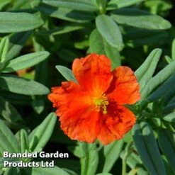 Helianthemum 'Fire Dragon' -Flourish Flora HELI FIREDRAGO S45008