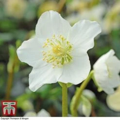 Hellebore Niger Bare Root Plants -Flourish Flora HELL T14192 A2