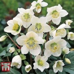 Hellebore Niger Bare Root Plants -Flourish Flora HELL T14192 D