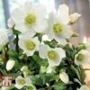 Hellebore Niger Potted Plants