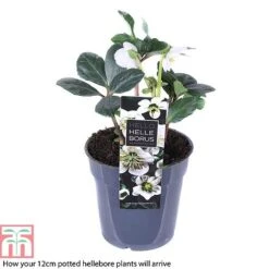 Hellebore 'Christmas Carol' -Flourish Flora HELL T77239 B