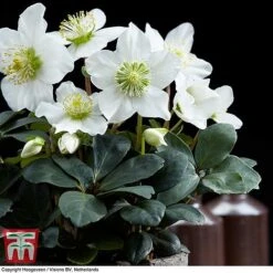 Hellebore 'Christmas Carol' -Flourish Flora HELL T77239 B2