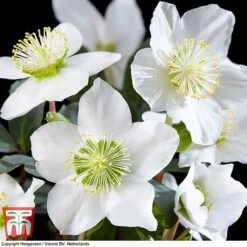 Hellebore 'Christmas Carol' -Flourish Flora HELL T77239 C
