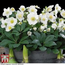 Hellebore 'Christmas Carol' -Flourish Flora HELL T77239 D