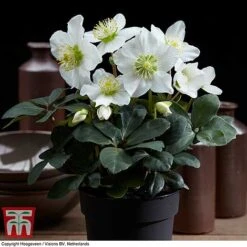 Hellebore 'Christmas Carol' -Flourish Flora HELL T77239 E