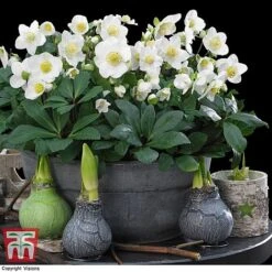 Hellebore 'Christmas Carol' - Gift -Flourish Flora HELL WGKB7088 A