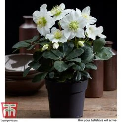 Hellebore 'Christmas Carol' - Gift -Flourish Flora HELL WGKB7088 D
