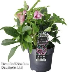 Hellebore 'Carnaval' -Flourish Flora HELL CARNAVAL S47140