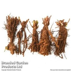 Hellebore Niger Bare Root Plants -Flourish Flora HELL NIGERBARE T45484