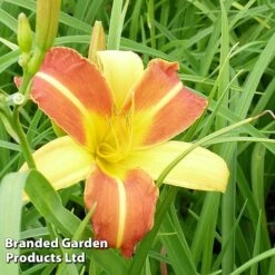 Hemerocallis 'Frans Hals' -Flourish Flora HEME FRANSHALS S45012