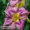 Hemerocallis 'Mildred Mitchell'