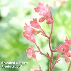 Heuchera 'Bressingham Hybrids' -Flourish Flora HEUC KC9110 B