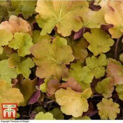 Heuchera 'Caramel' -Flourish Flora HEUC T28598 A1