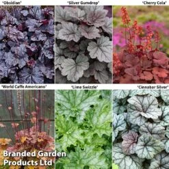 Heuchera Saver Collection
