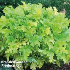 Heuchera 'Lime Marmalade' -Flourish Flora HEUC LIMEMARMA S40251