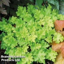 Heuchera 'Lime Marmalade' -Flourish Flora HEUC LIMEMARMA S40252