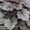 Heuchera 'Silver Gumdrop'