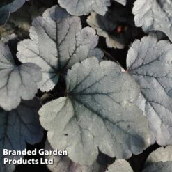 Heuchera 'Silver Gumdrop' -Flourish Flora HEUC SILVERGUM S43675