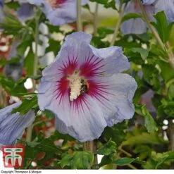 Hibiscus Syriacus 'Oiseau Bleu' -Flourish Flora HIBI T58192 B