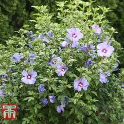 Hibiscus Syriacus 'Oiseau Bleu' -Flourish Flora HIBI T58192 C