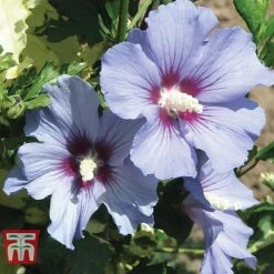 Hibiscus Syriacus 'Oiseau Bleu' -Flourish Flora HIBI T58192 D