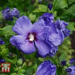 Hibiscus Syriacus 'Oiseau Bleu' -Flourish Flora HIBI T58192 E