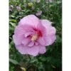 Hibiscus Syriacus 'Lavender Chiffon'