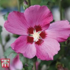 Hibiscus Syriacus 'Woodbridge' -Flourish Flora HIBI T67967 A