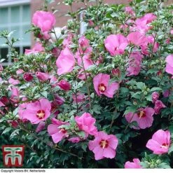 Hibiscus Syriacus 'Woodbridge' -Flourish Flora HIBI T67967 D
