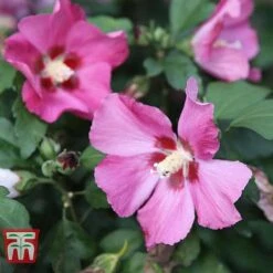 Hibiscus Syriacus 'Woodbridge' -Flourish Flora HIBI T67967 E