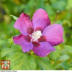 Hibiscus Syriacus 'Woodbridge' -Flourish Flora HIBI T67967 F1