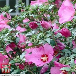 Hibiscus Syriacus 'Woodbridge' -Flourish Flora HIBI T67967 G