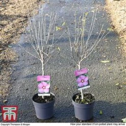 Hibiscus Syriacus 'Woodbridge' -Flourish Flora HIBI T67967 H