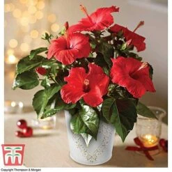 Hibiscus 'Festive Flair' - Gift