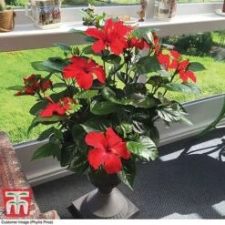 Hibiscus 'Festive Flair' - Gift -Flourish Flora HIBI TG24284 D