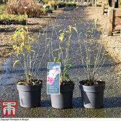 Hibiscus 'Tricolour' -Flourish Flora HIBI WKB6757 A