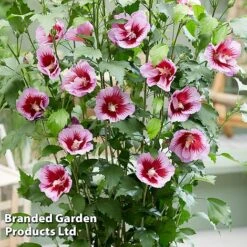 Hibiscus 'Flower Tower Purple' -Flourish Flora HIBI FTOWERPUR H43877