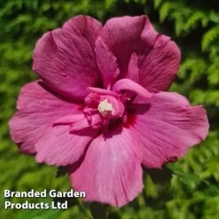 Hibiscus 'Flower Tower Ruby' -Flourish Flora HIBI FTOWERRUB H43881