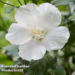 Hibiscus 'Flower Tower White' -Flourish Flora HIBI FTOWERWHI H43884