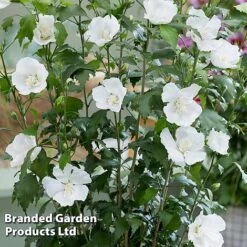 Hibiscus 'Flower Tower White' -Flourish Flora HIBI FTOWERWHI H43885