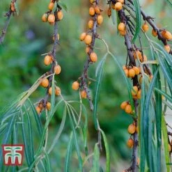 Hippophae Rhamnoides 'Leikora' -Flourish Flora HIPP T66226 C