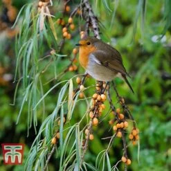Hippophae Rhamnoides 'Leikora' -Flourish Flora HIPP T66226 D