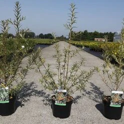 Hippophae Rhamnoides 'Pollmix' -Flourish Flora HIPP POLLMIX S45785 NOW