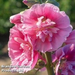Hollyhock 'Chater's Double Rose' -Flourish Flora HOLL CHATERSRO L38766