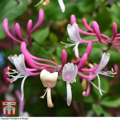Honeysuckle 'Belgica' -Flourish Flora HONE T58011 C