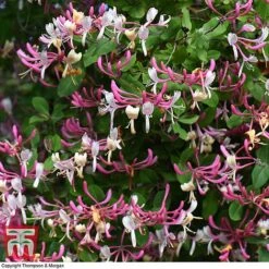 Honeysuckle 'Belgica' -Flourish Flora HONE T58011 D