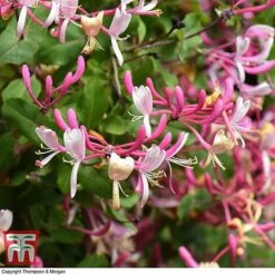 Honeysuckle 'Belgica' -Flourish Flora HONE T58011 F
