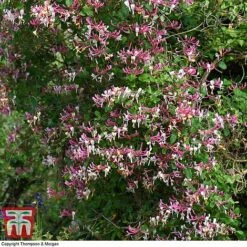 Honeysuckle 'Belgica' -Flourish Flora HONE T58011 H